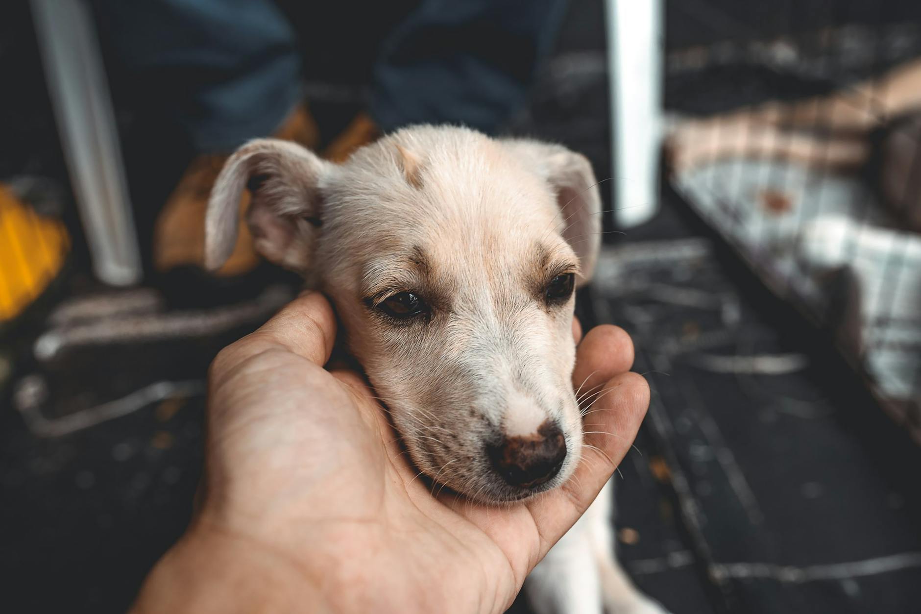 Hände halten einen jungen Hund — Fürsorge im Moment