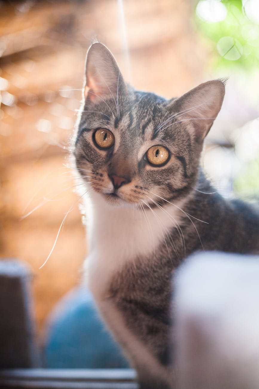 Felix — Katze, 2 Jahre