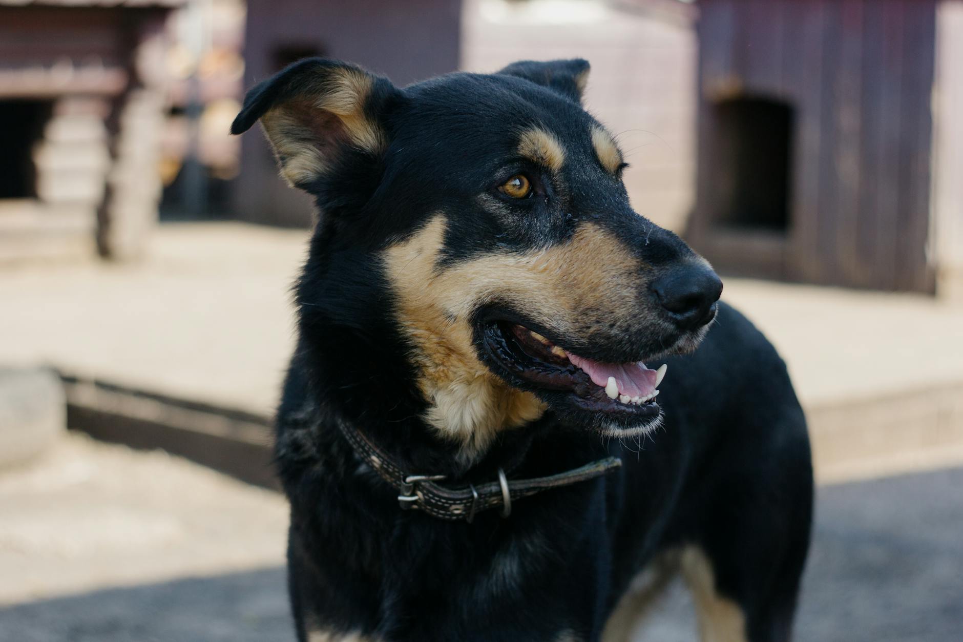 Pina — Hund (Mischling), 7 Jahre