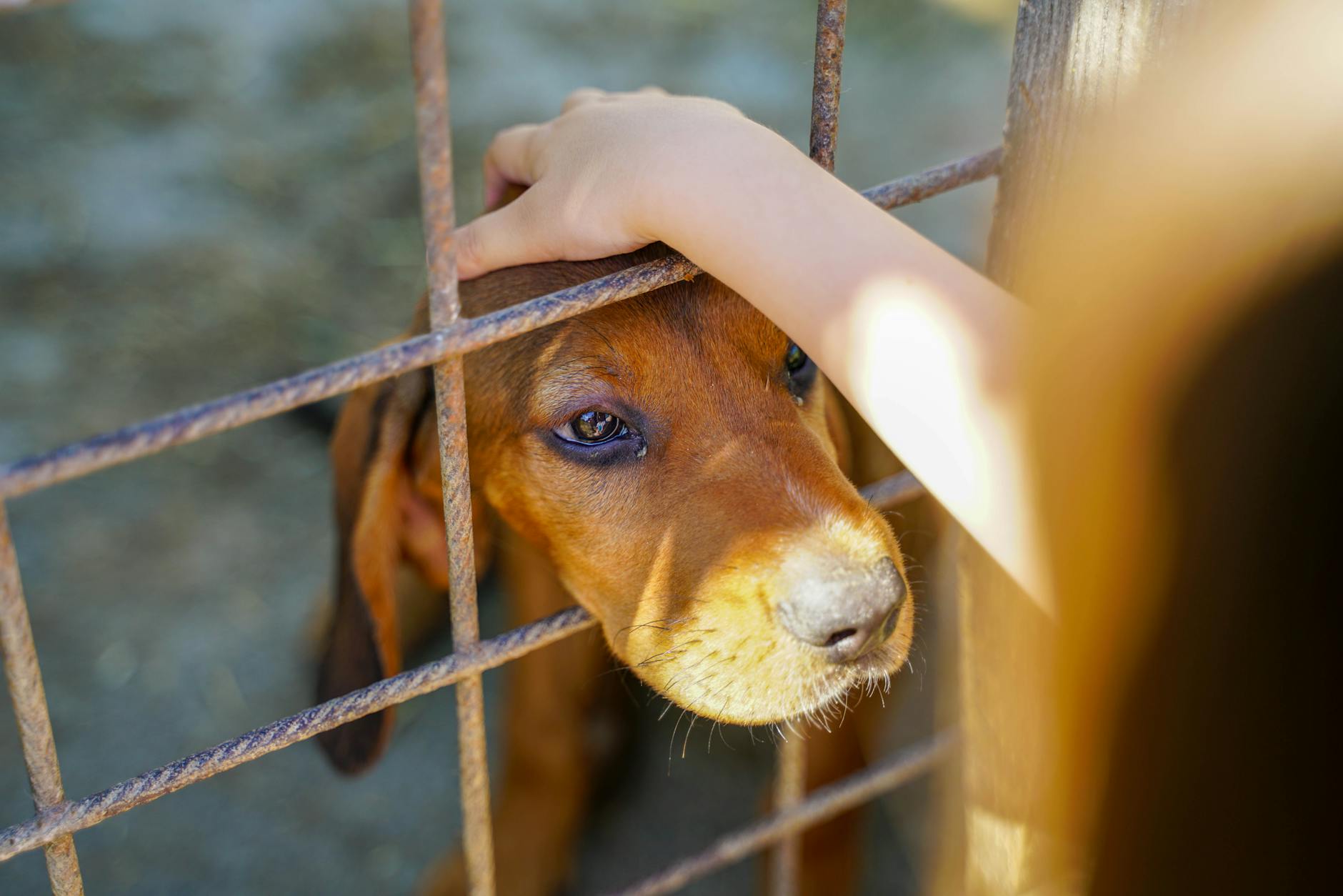 Hand streichelt einen Hund durch einen Zaun — ein Moment der Verbindung