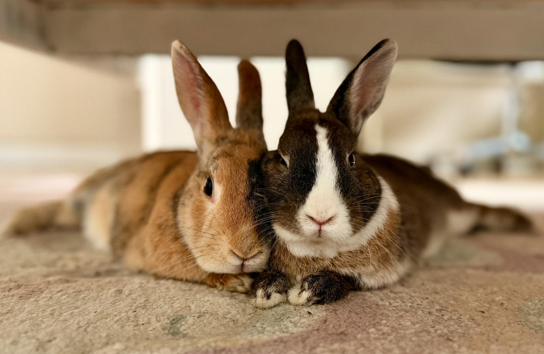 Mocca + Latte — Kaninchen-Paar, 1,5 Jahre