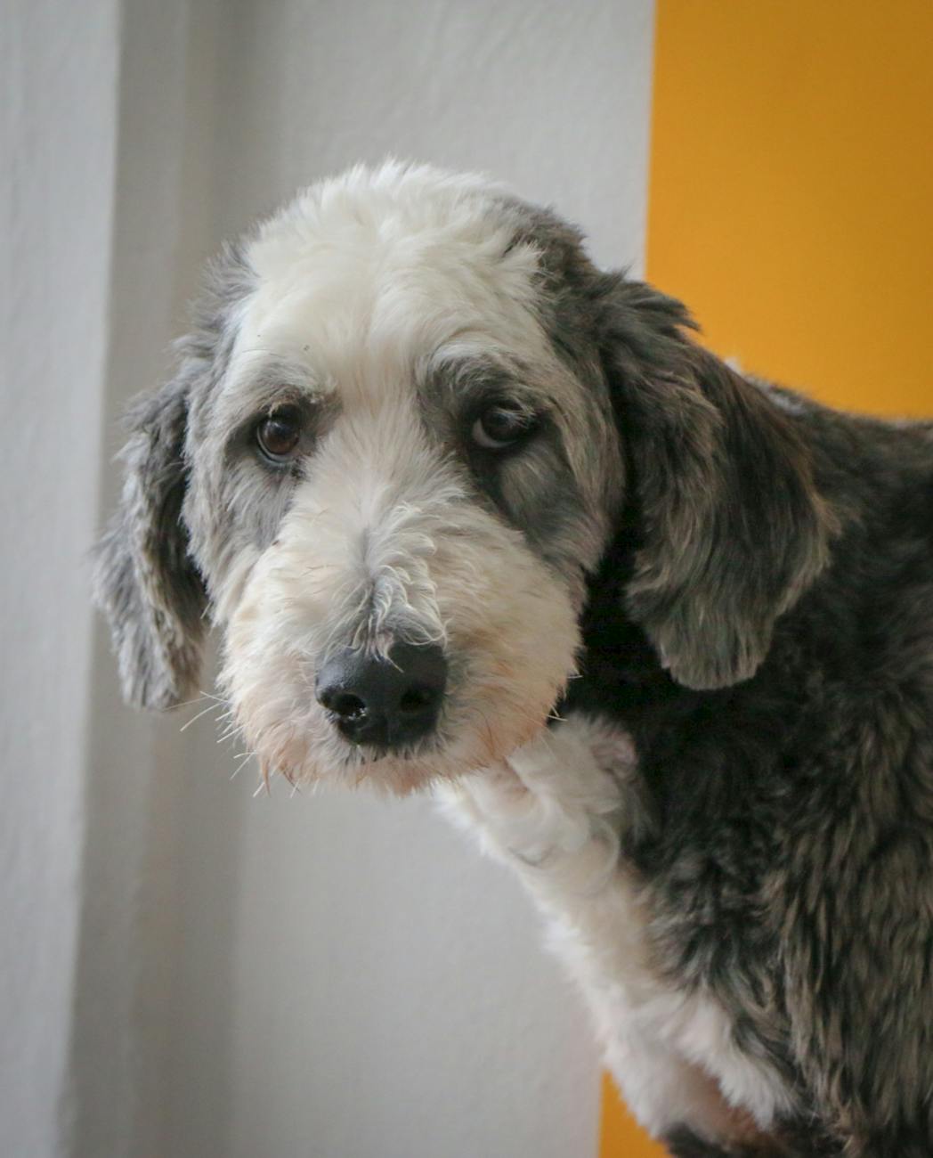 Bonbon — Hund (Pudel-Mix), 12 Jahre